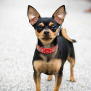 Rhinestone dog collar