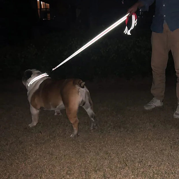 Night Reflection Leash