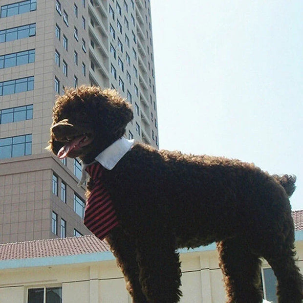 Striped Bow Tie Collar