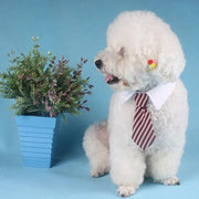 Striped Bow Tie Collar